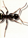 click to enlarge: Koningsbruggen, Paul H. van Mobiliteit of hoe we van mieren kunnen leren.
